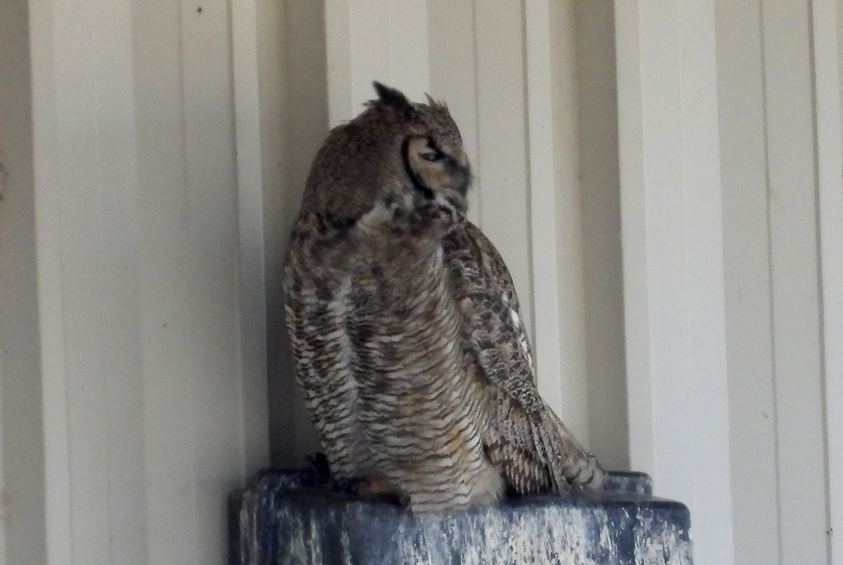 Great Horned Owl - ML618463863