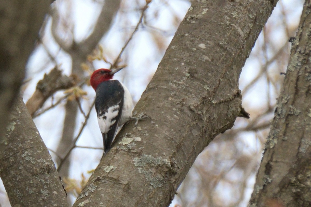 Red-headed Woodpecker - ML618463867