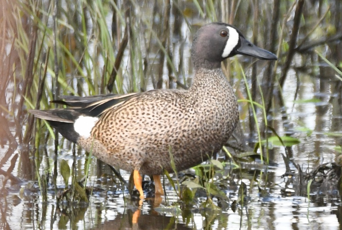 Blue-winged Teal - ML618463868