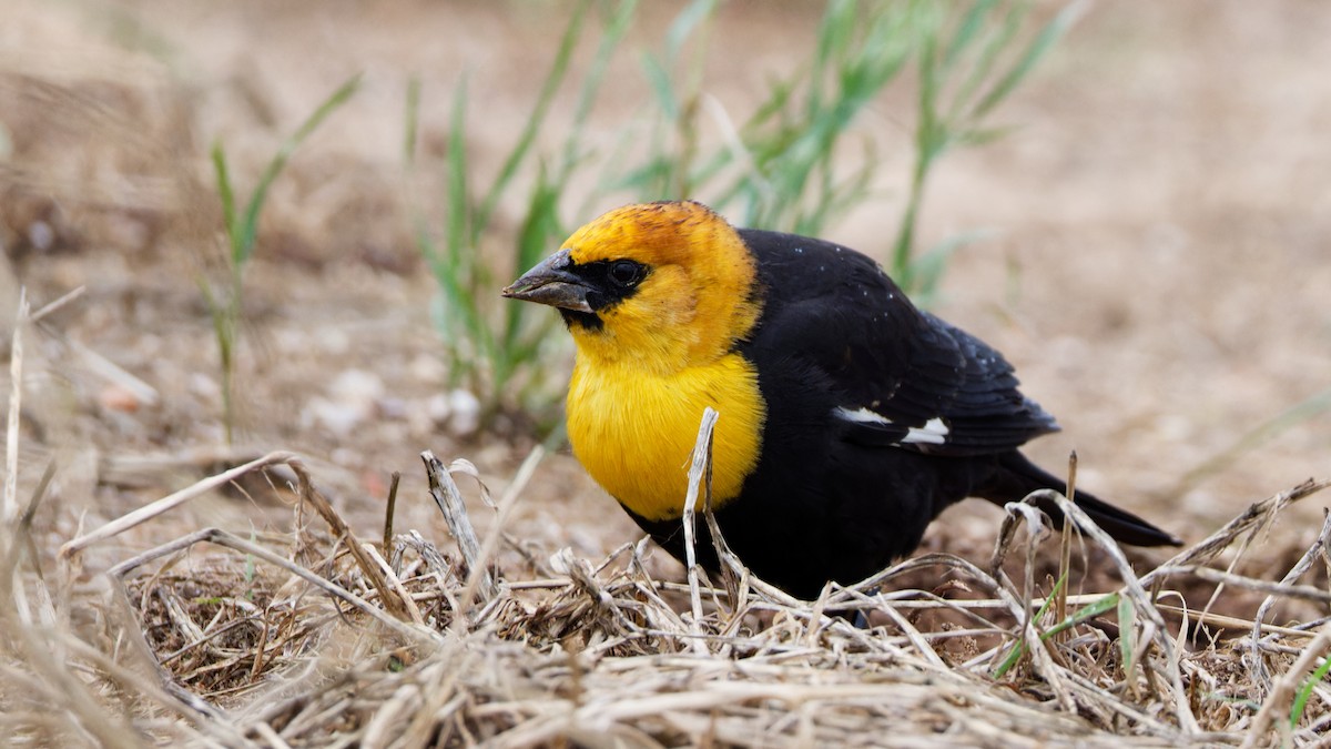 Yellow-headed Blackbird - ML618463869
