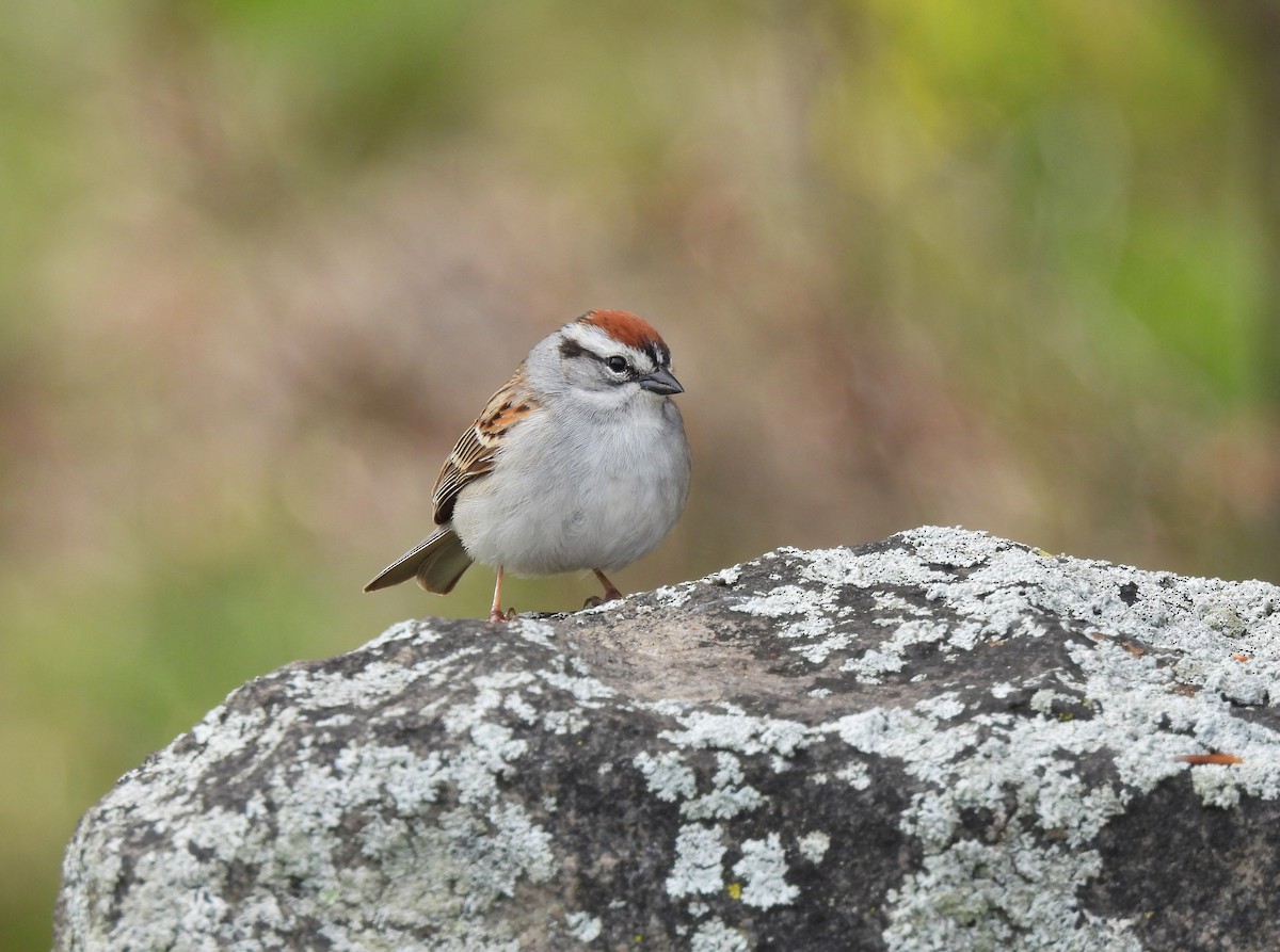 Chipping Sparrow - ML618463875