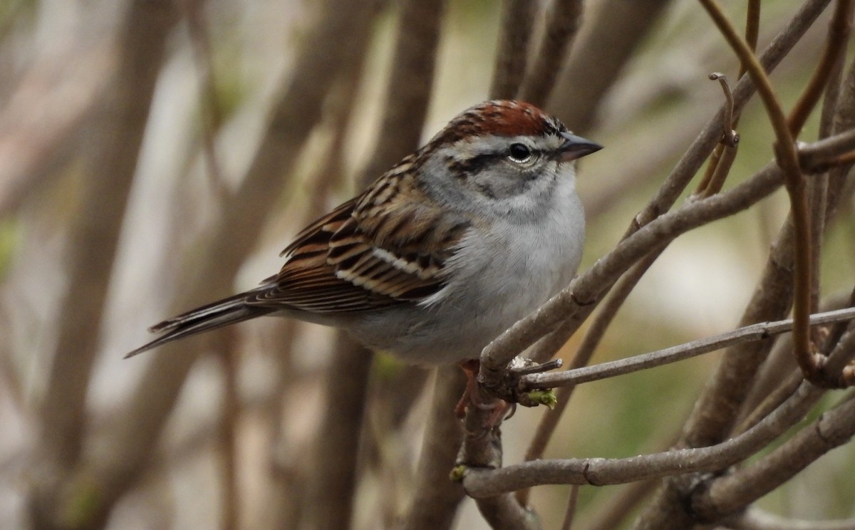 Chipping Sparrow - ML618463903