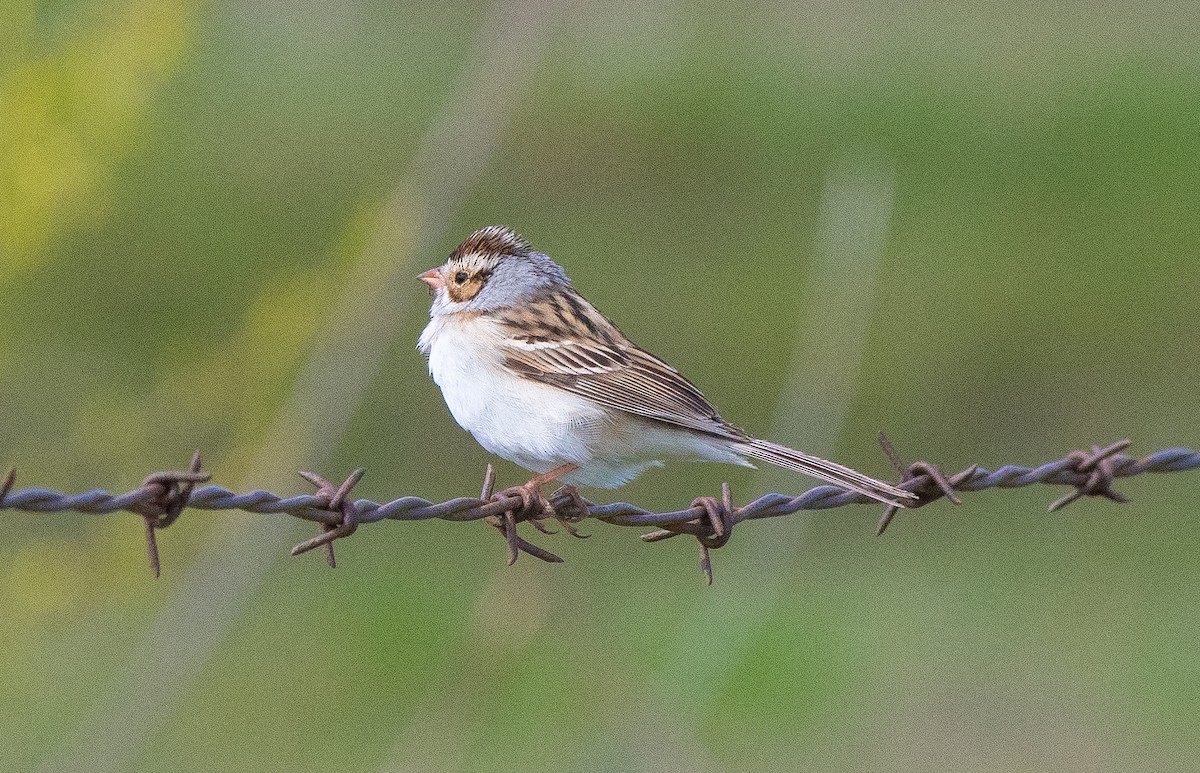 Clay-colored Sparrow - ML618463904