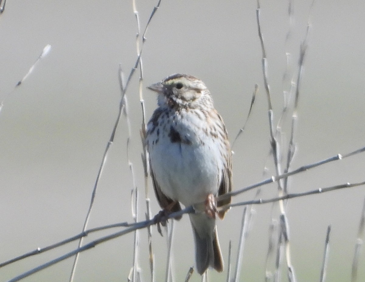 Savannah Sparrow - ML618463954
