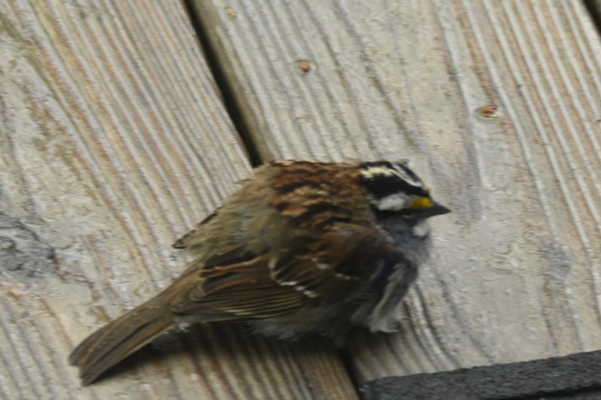 White-throated Sparrow - ML618463955