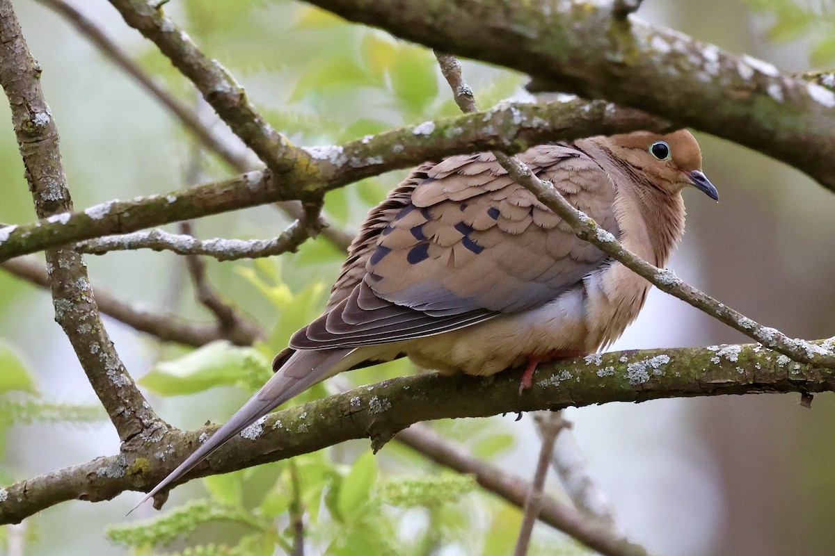 Mourning Dove - Keith Pflieger