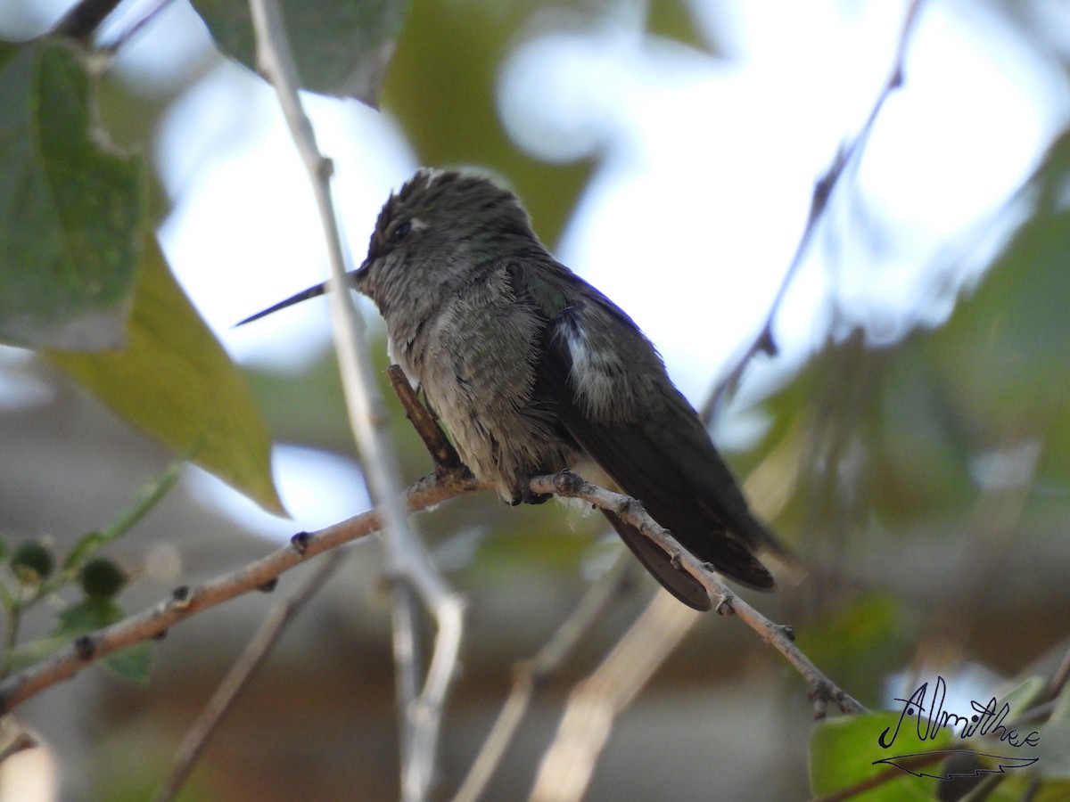 Anna's Hummingbird - ML618464014