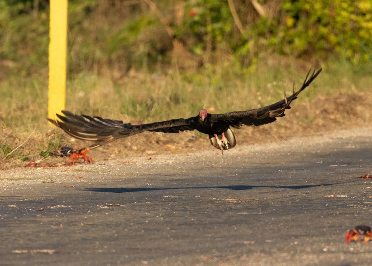 Turkey Vulture (Northern) - ML618464049