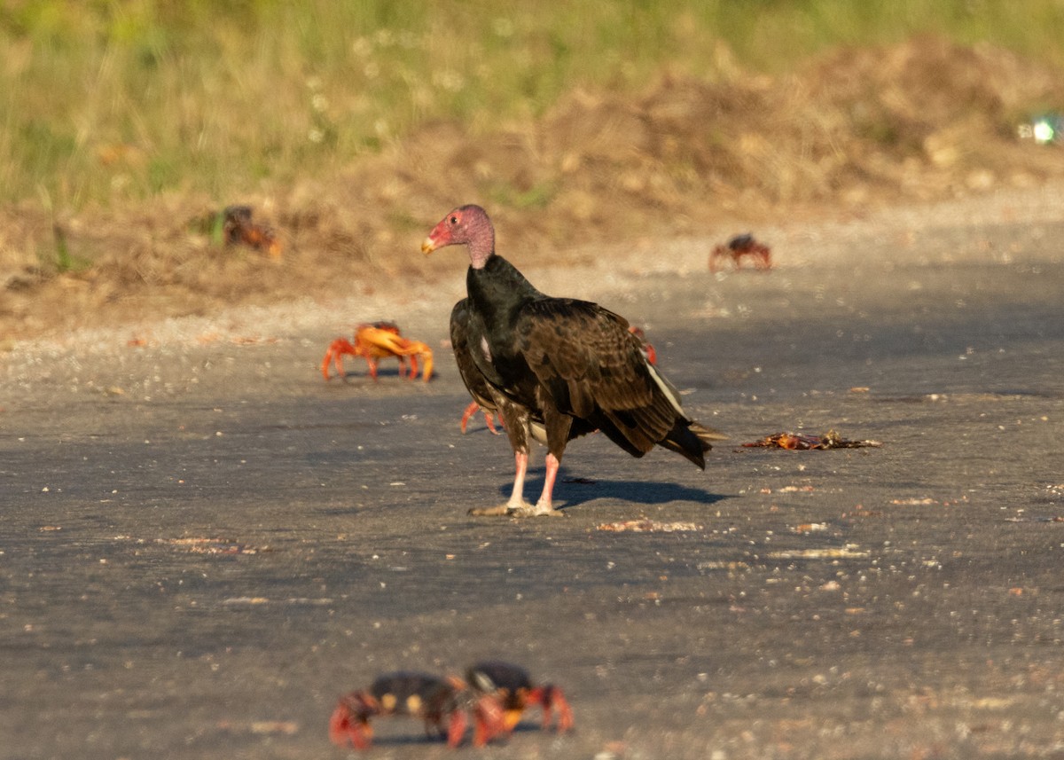 Turkey Vulture (Northern) - ML618464052