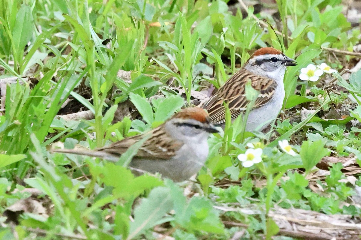 Chipping Sparrow - ML618464062