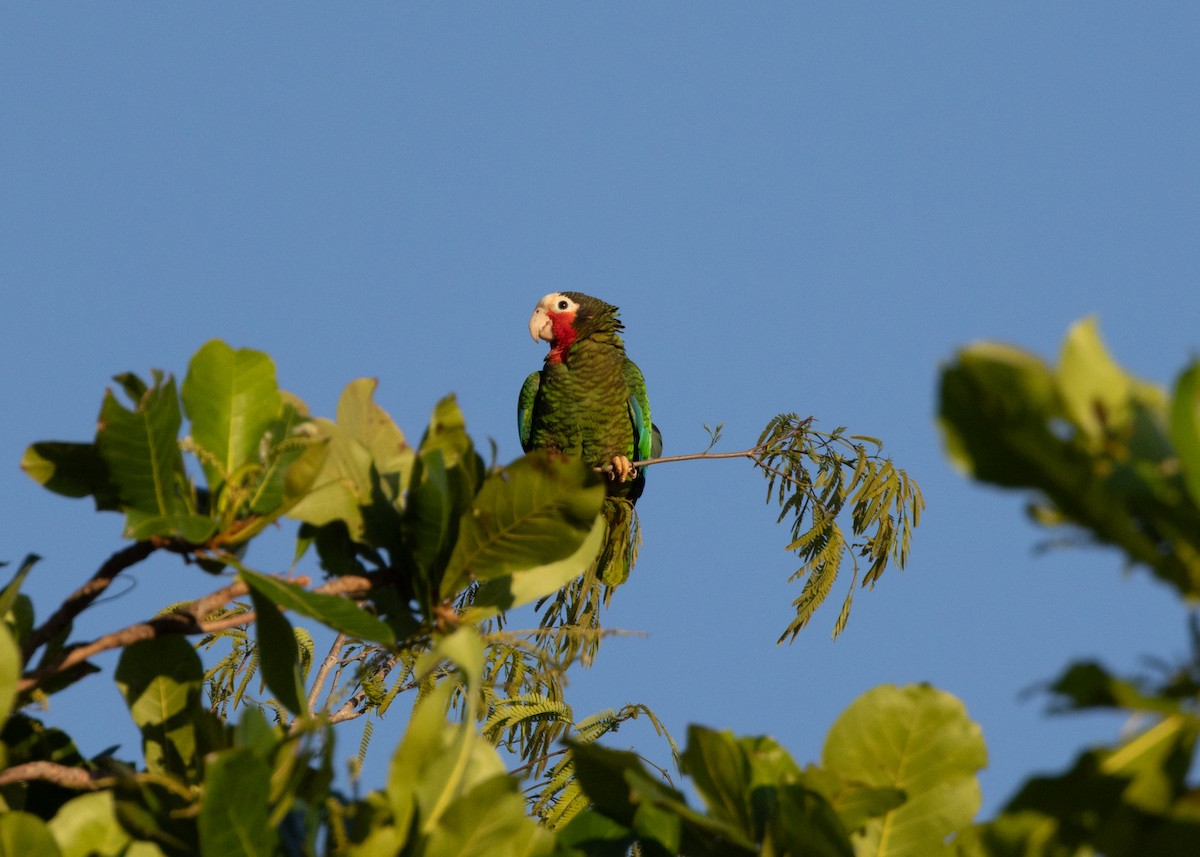 Cuban Parrot - ML618464069