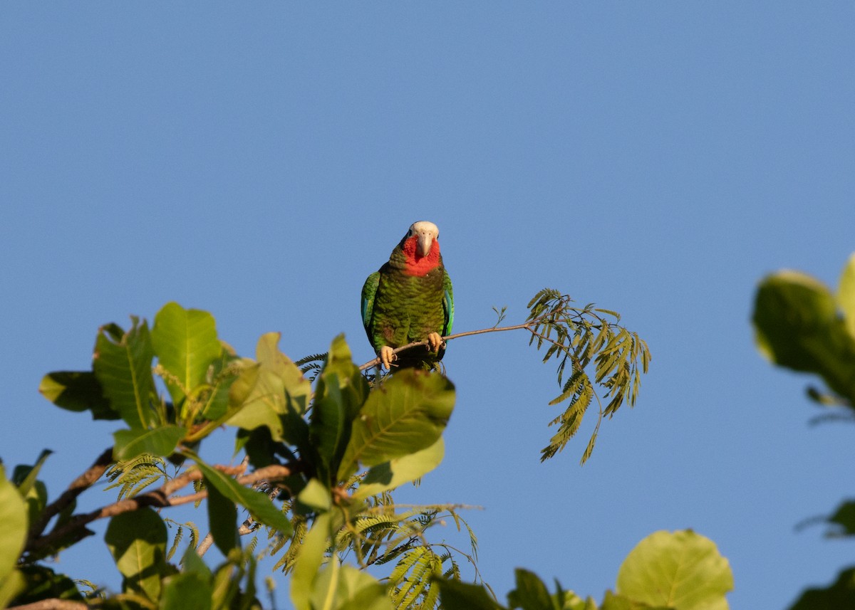Cuban Parrot - ML618464071