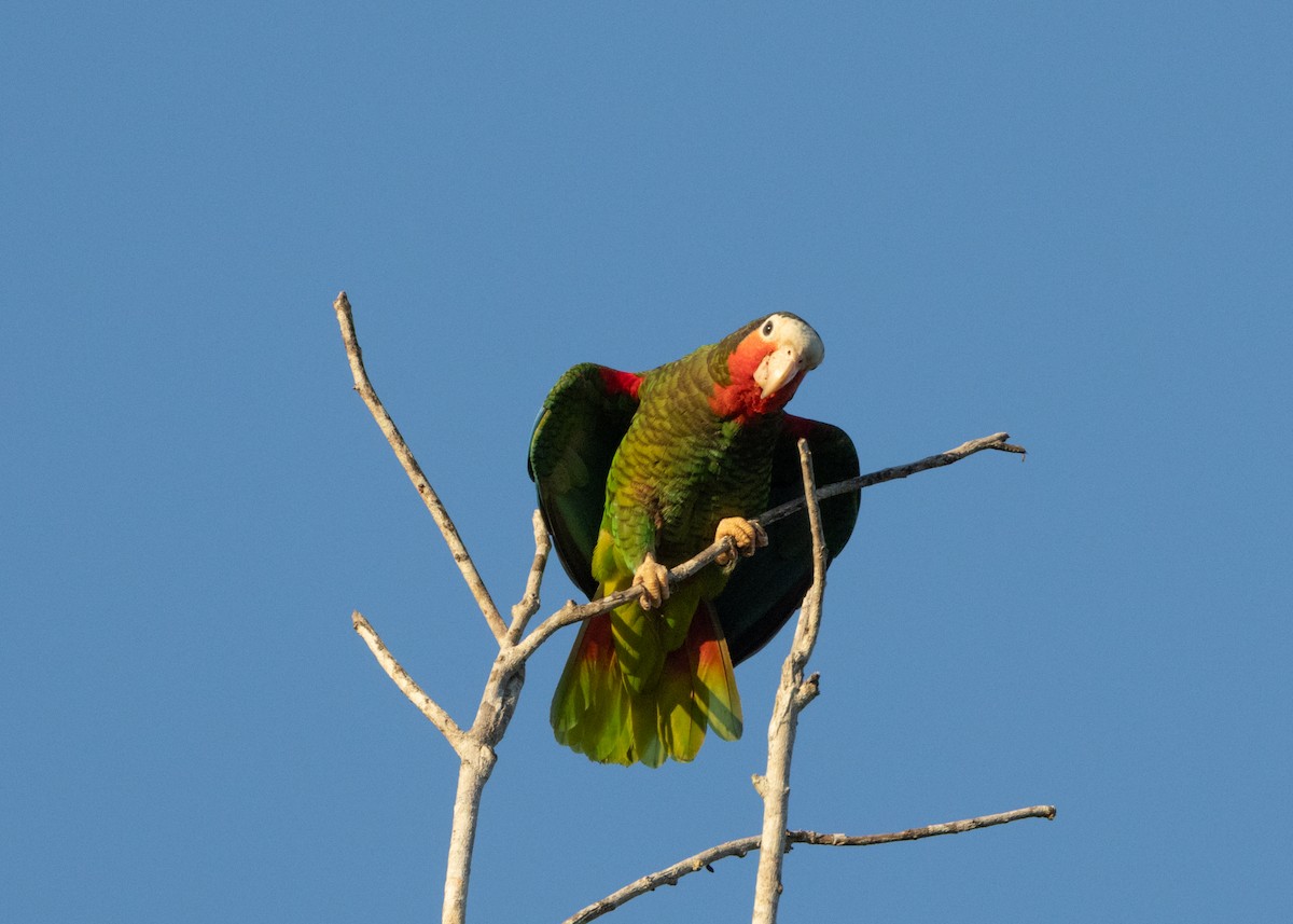 Cuban Parrot - ML618464077