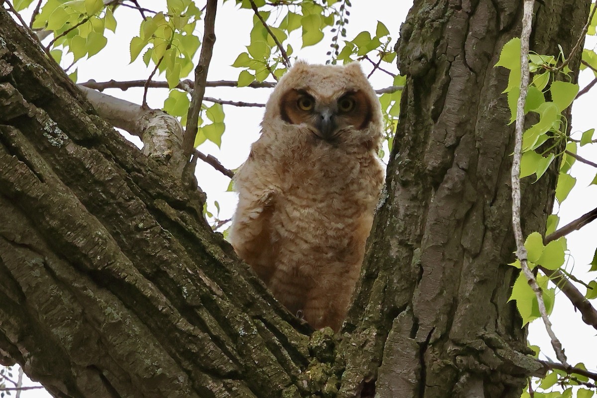 Great Horned Owl - ML618464139