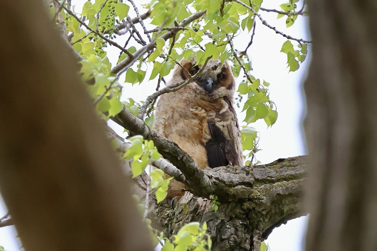 Great Horned Owl - ML618464151