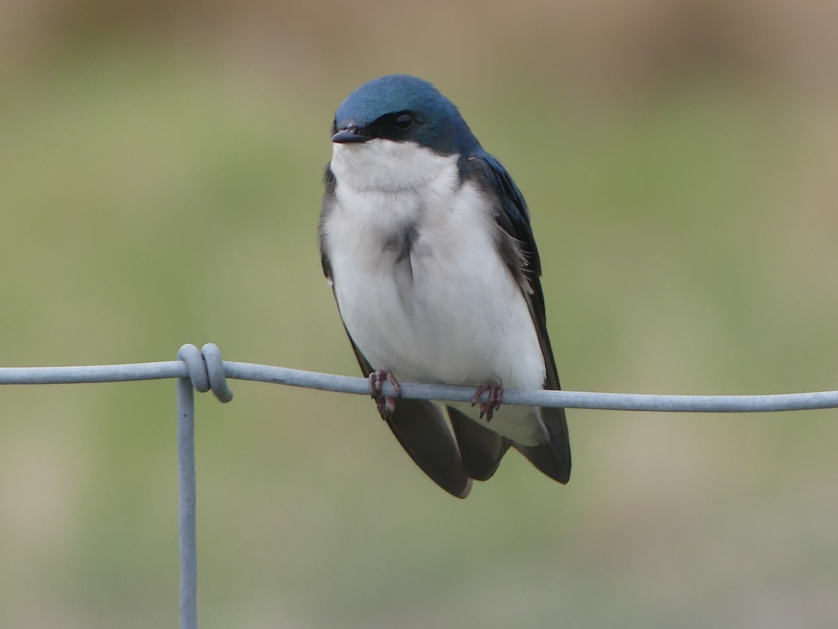 Tree Swallow - claudine lafrance cohl