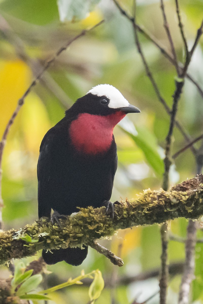 White-capped Tanager - ML618464215