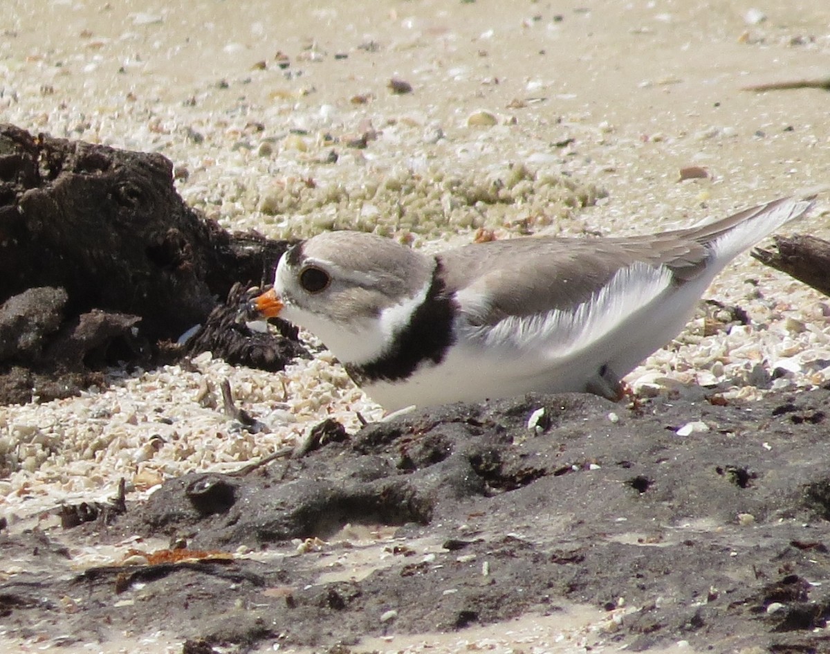 Piping Plover - ML618464239