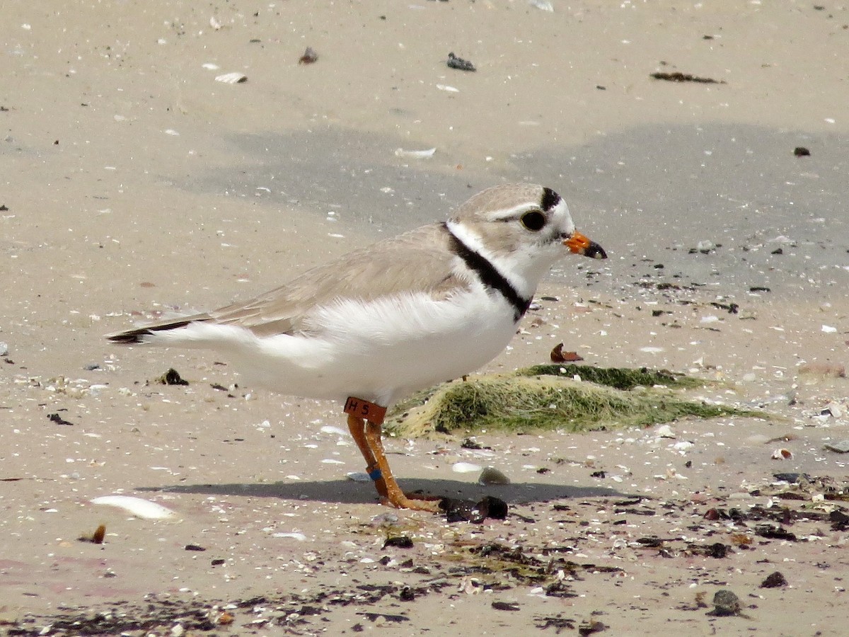 Piping Plover - ML618464248