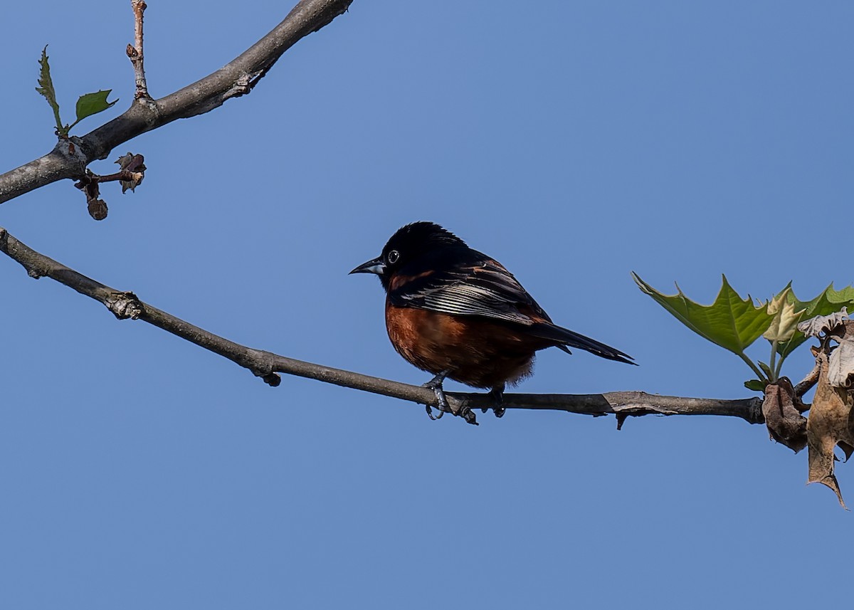 Orchard Oriole - ML618464287