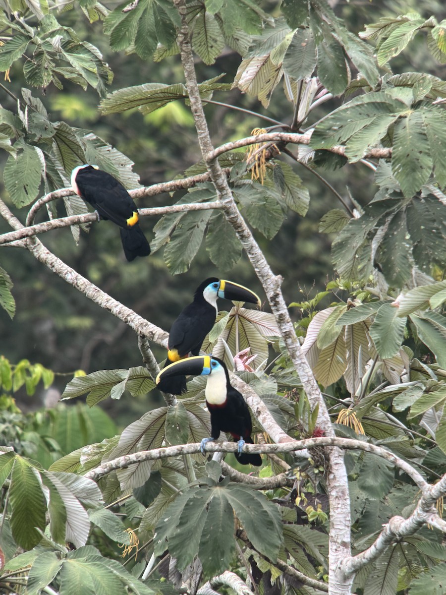White-throated Toucan (Cuvier's) - ML618464319