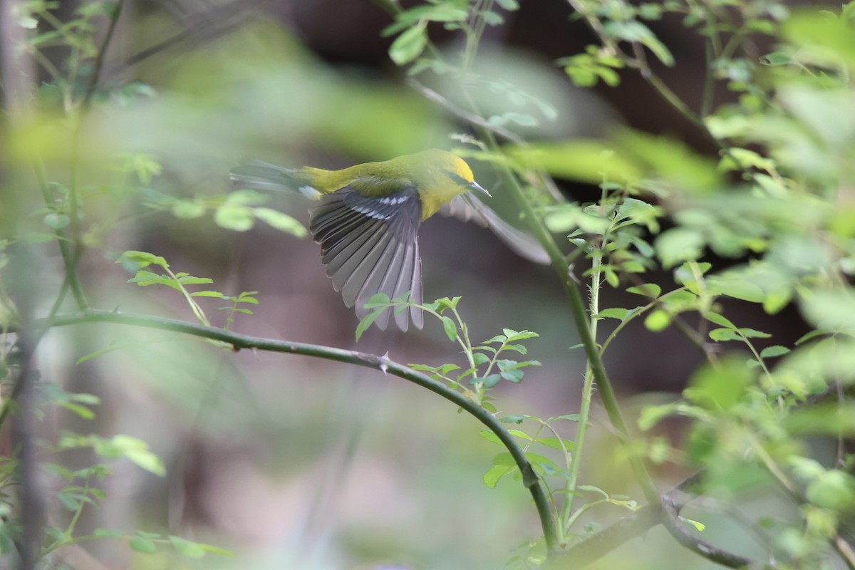 Blue-winged Warbler - Tom Gough