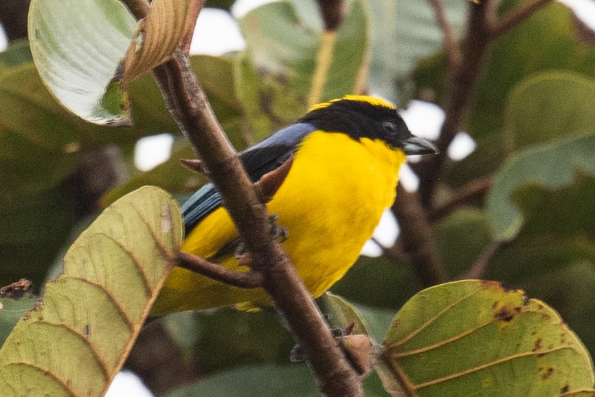 Blue-winged Mountain Tanager - ML618464376