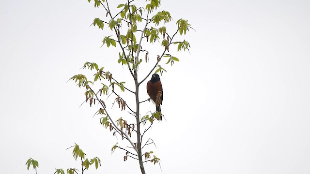 Orchard Oriole - ML618464387