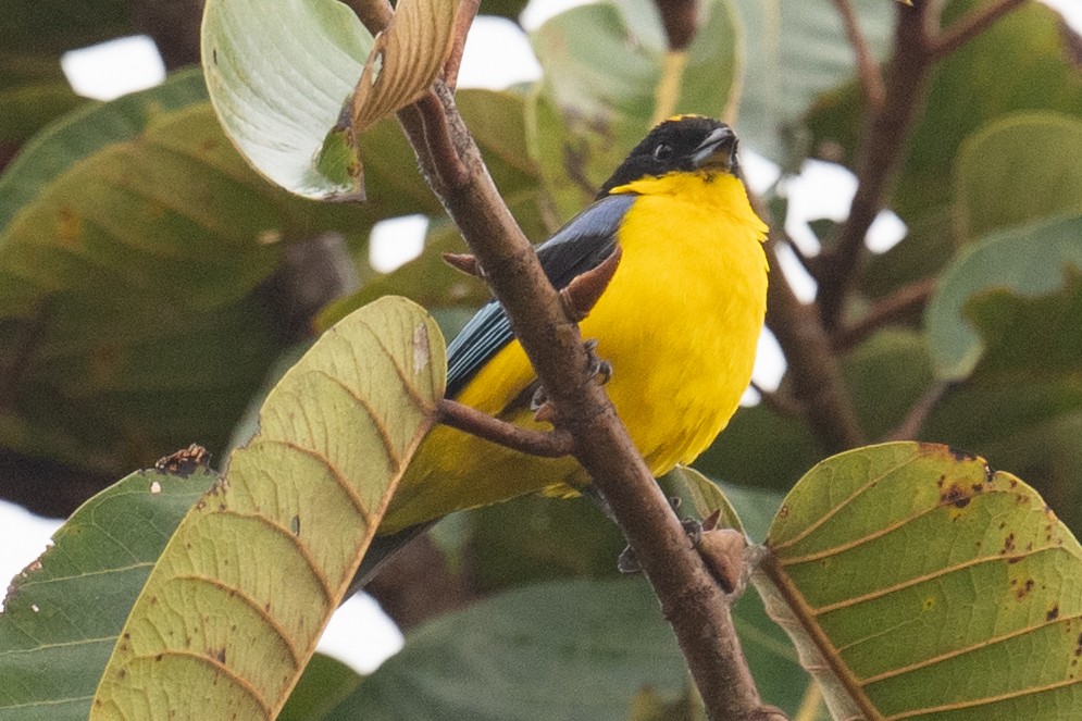 Blue-winged Mountain Tanager - ML618464391