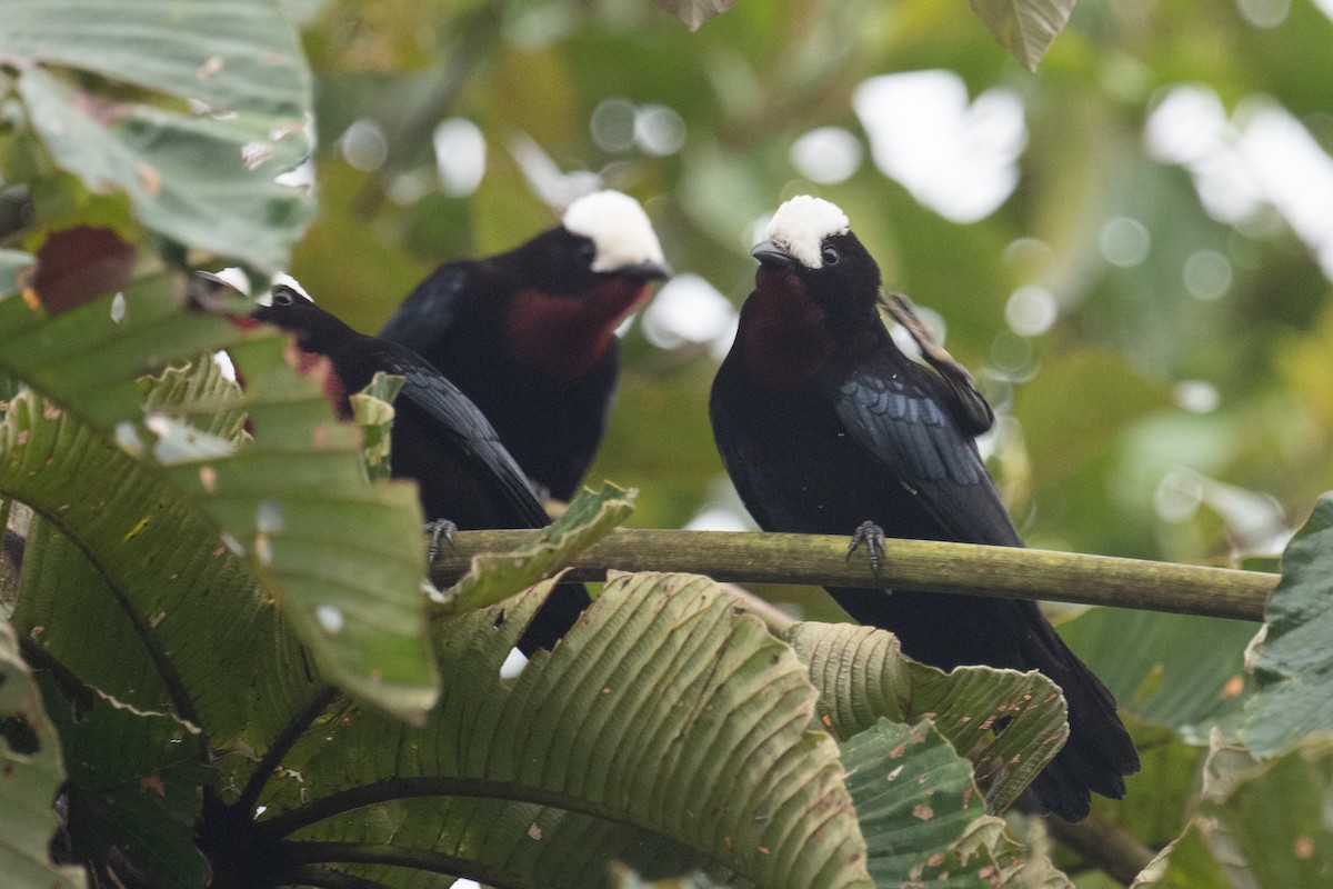White-capped Tanager - ML618464398