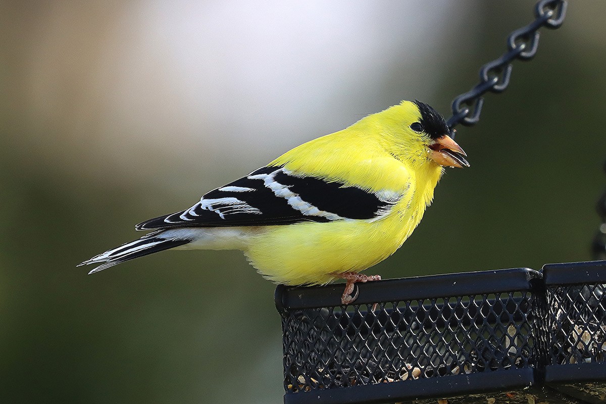 American Goldfinch - Ron and Linda (Tozer) Johnston