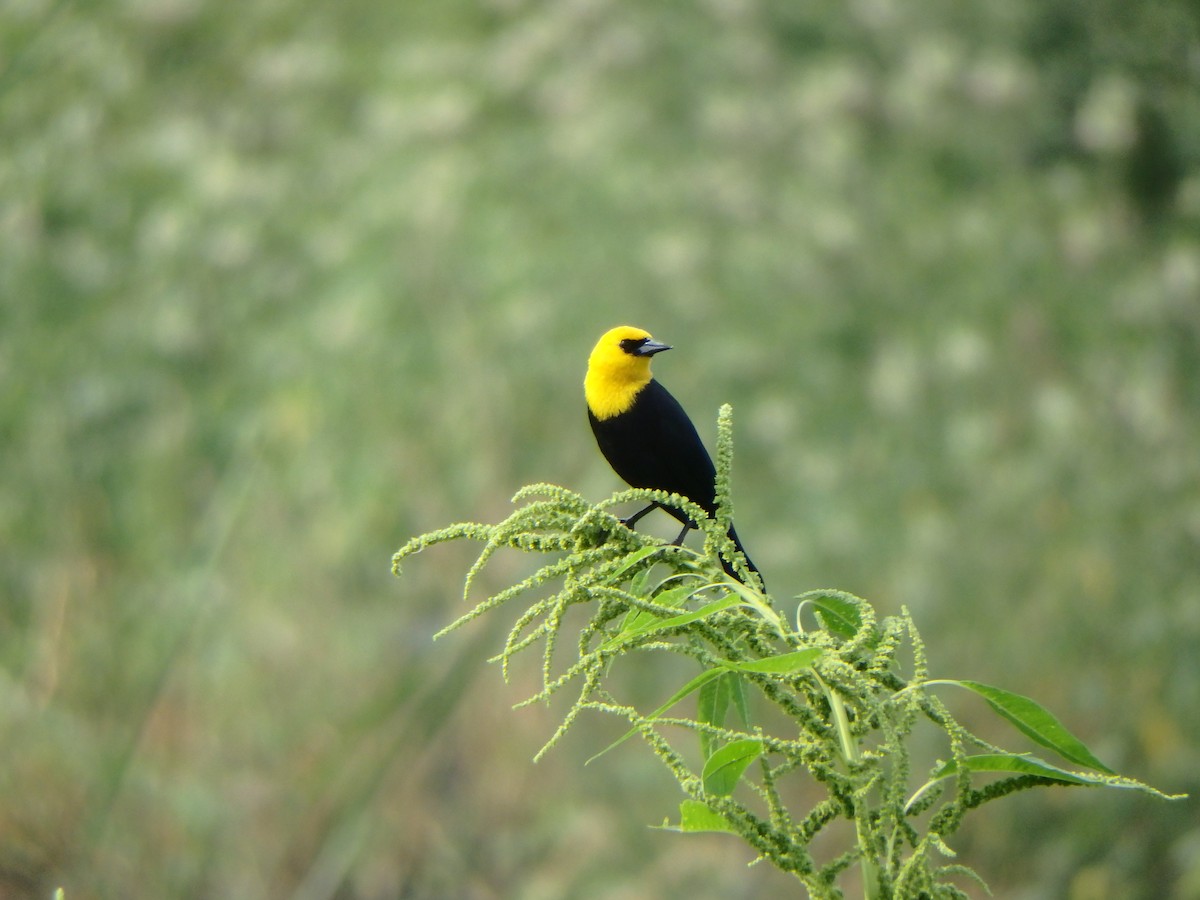 Yellow-hooded Blackbird - ML618464435