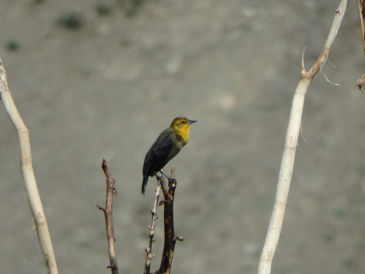 Yellow-hooded Blackbird - ML618464465