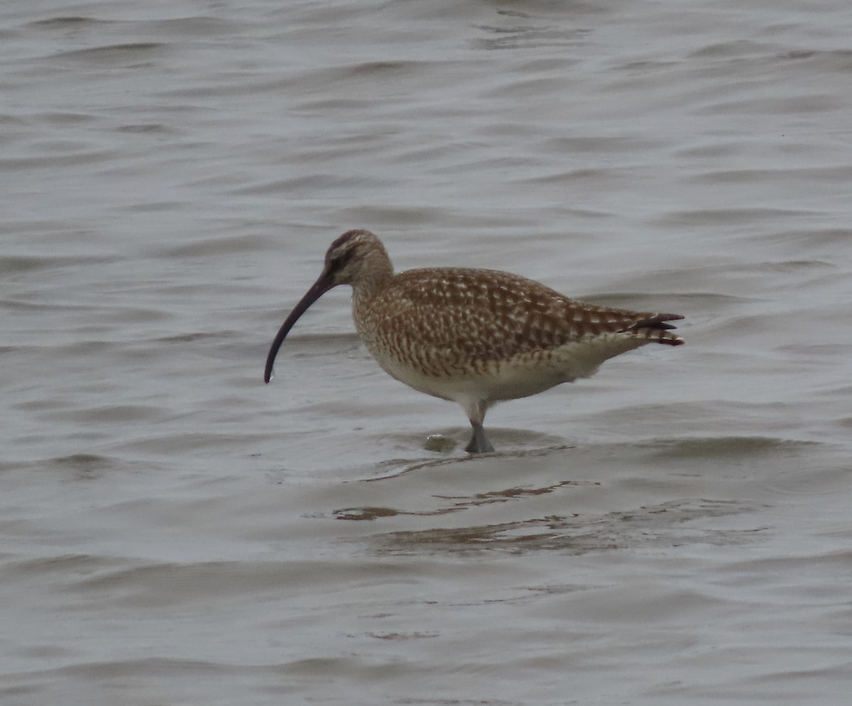 Whimbrel - Steve Pink