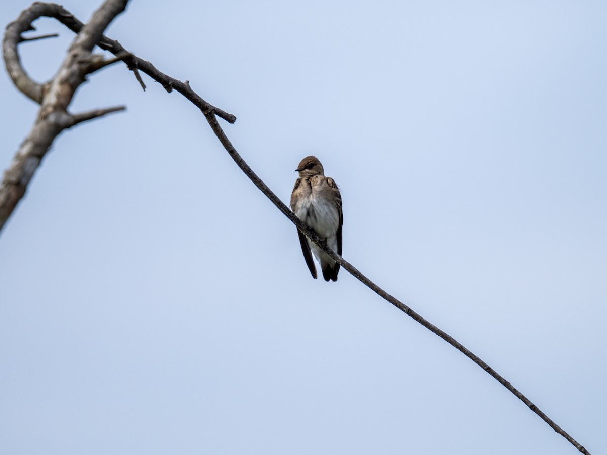 Northern Rough-winged Swallow - ML618464484