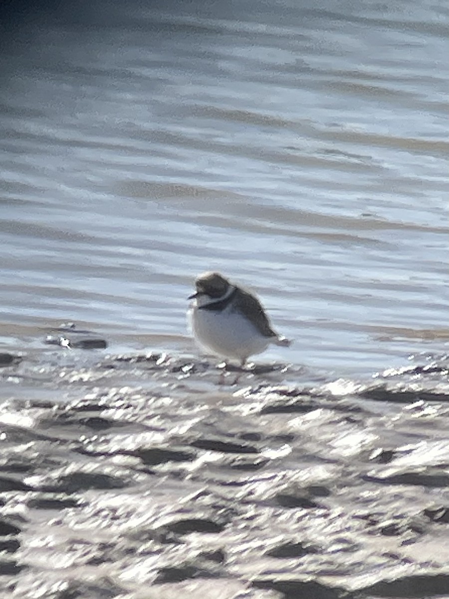 Semipalmated Plover - ML618464496