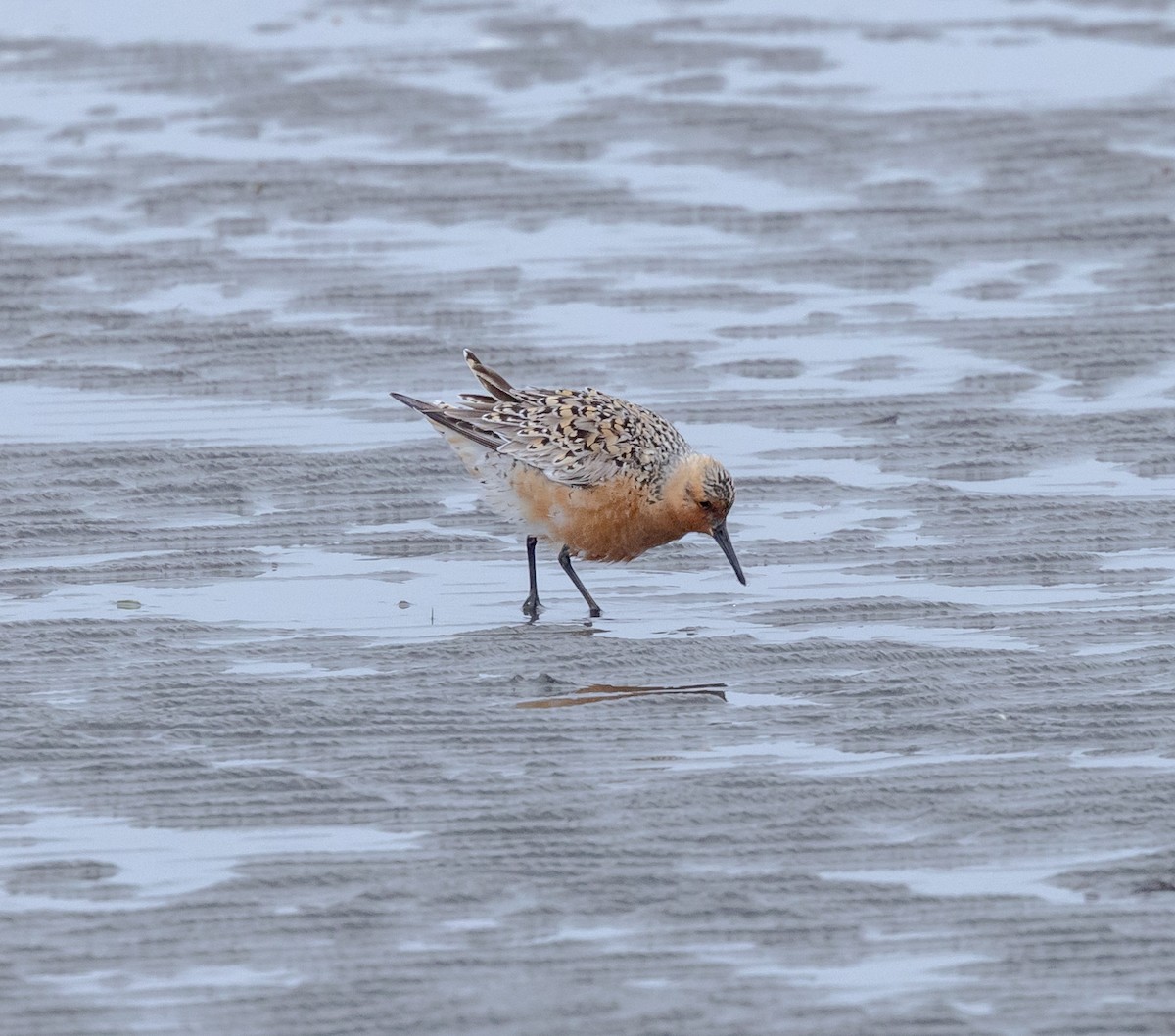 Red Knot - ML618464538