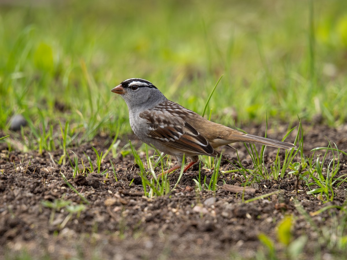 White-crowned Sparrow - ML618464562