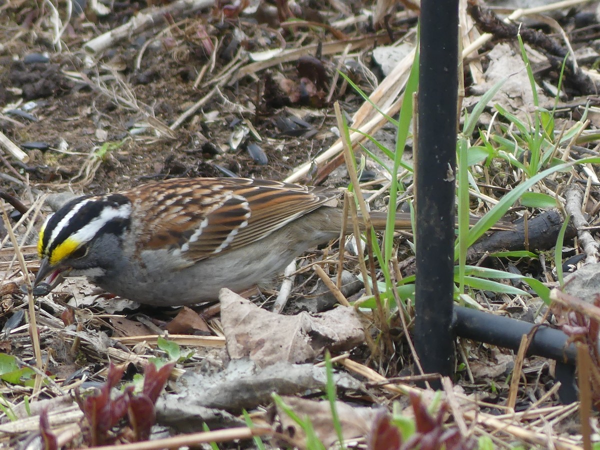 White-throated Sparrow - claudine lafrance cohl