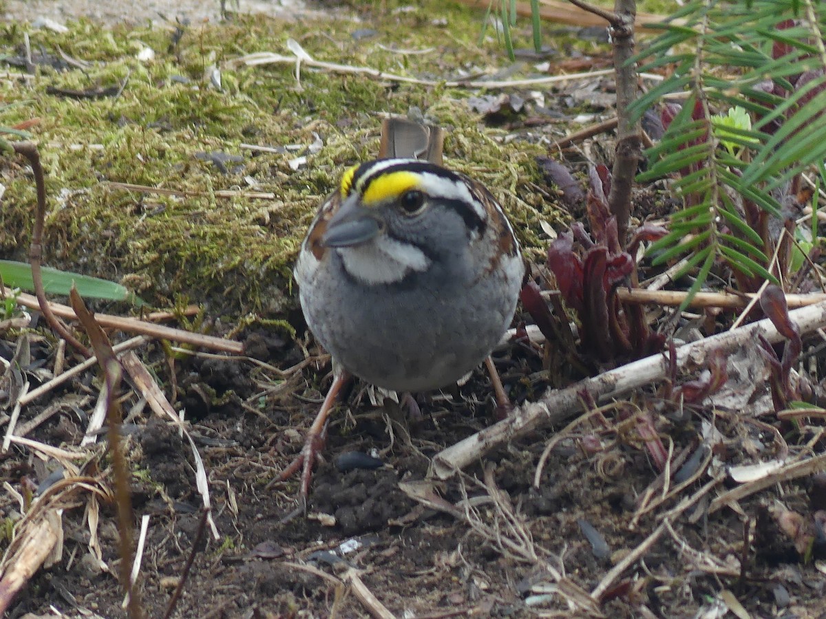 White-throated Sparrow - ML618464583