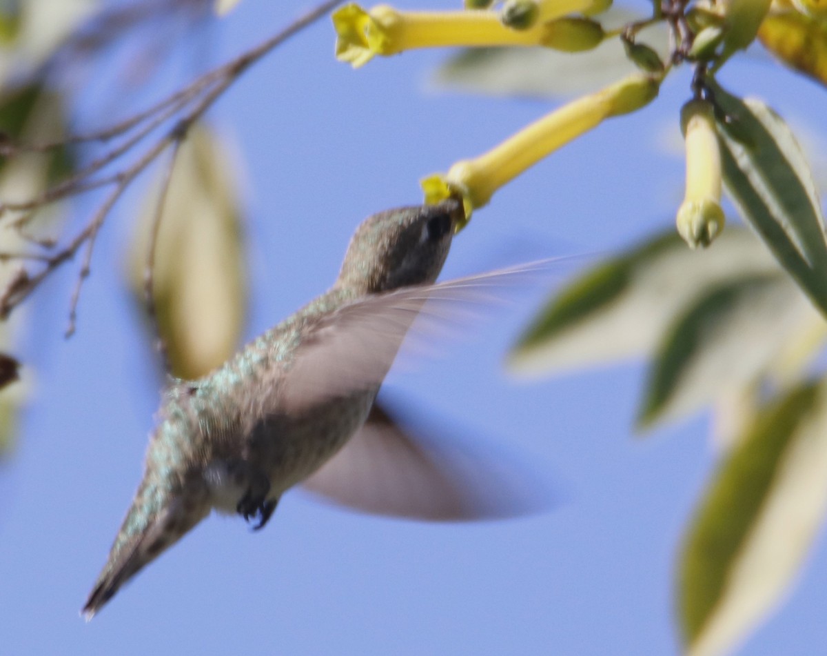 Anna's Hummingbird - ML618464588