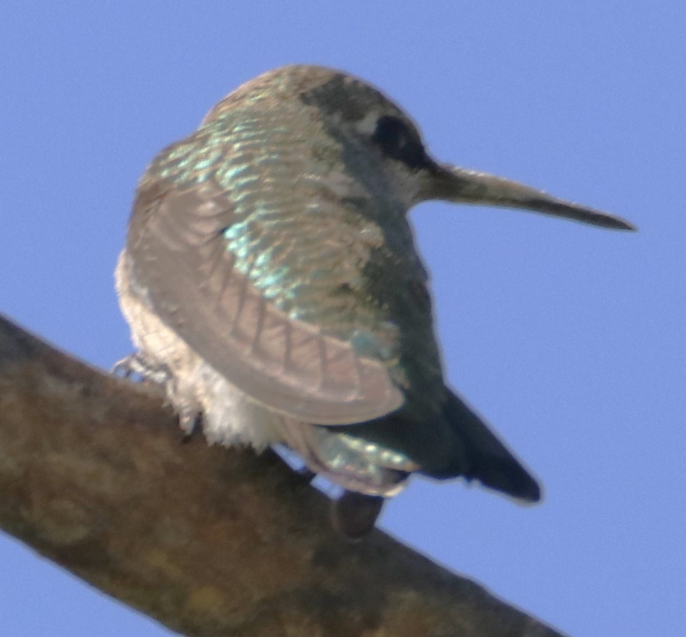 Anna's Hummingbird - ML618464589