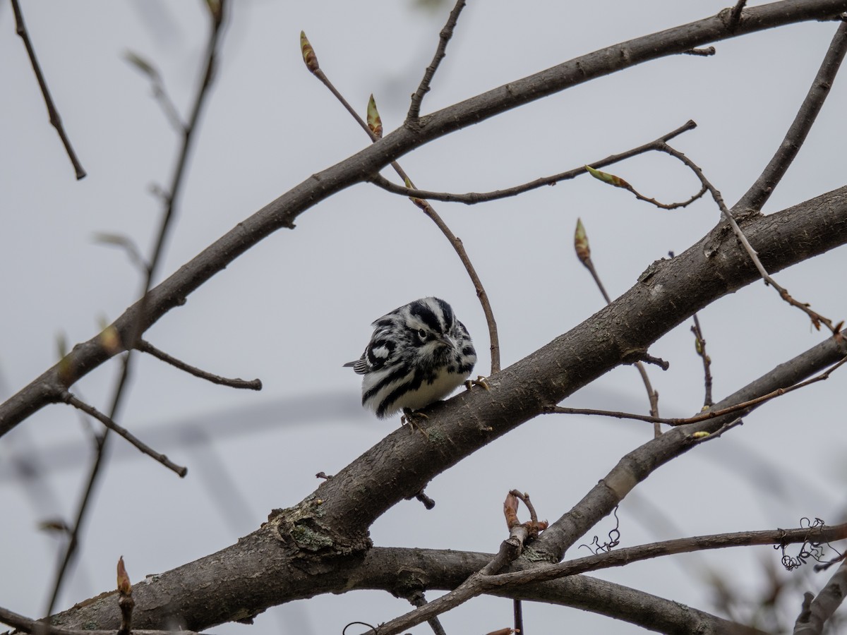 Black-and-white Warbler - ML618464626