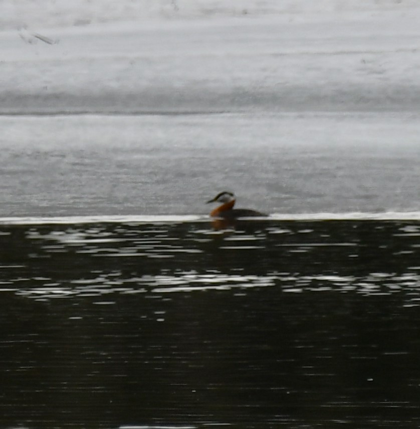 Red-necked Grebe - ML618464628