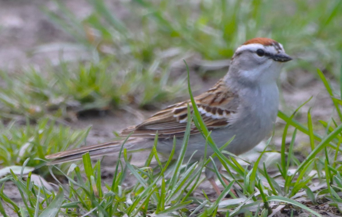 Chipping Sparrow - ML618464629
