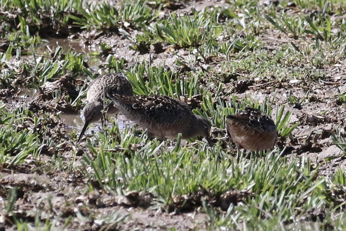 Long-billed Dowitcher - ML618464647