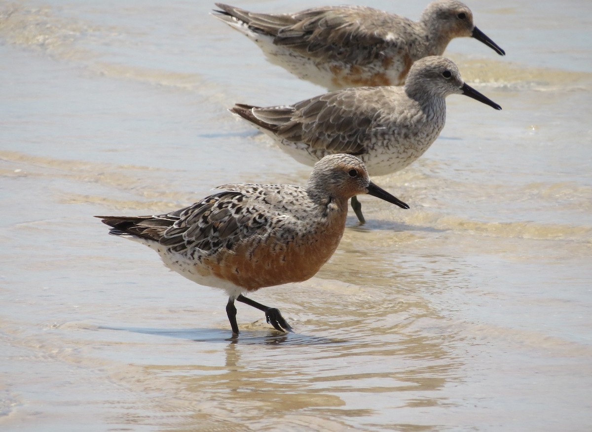 Red Knot - ML618464663