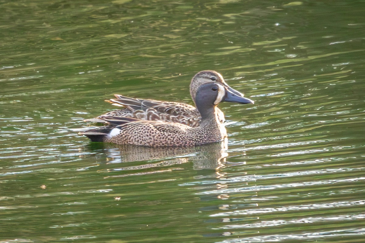 Blue-winged Teal - ML618464664