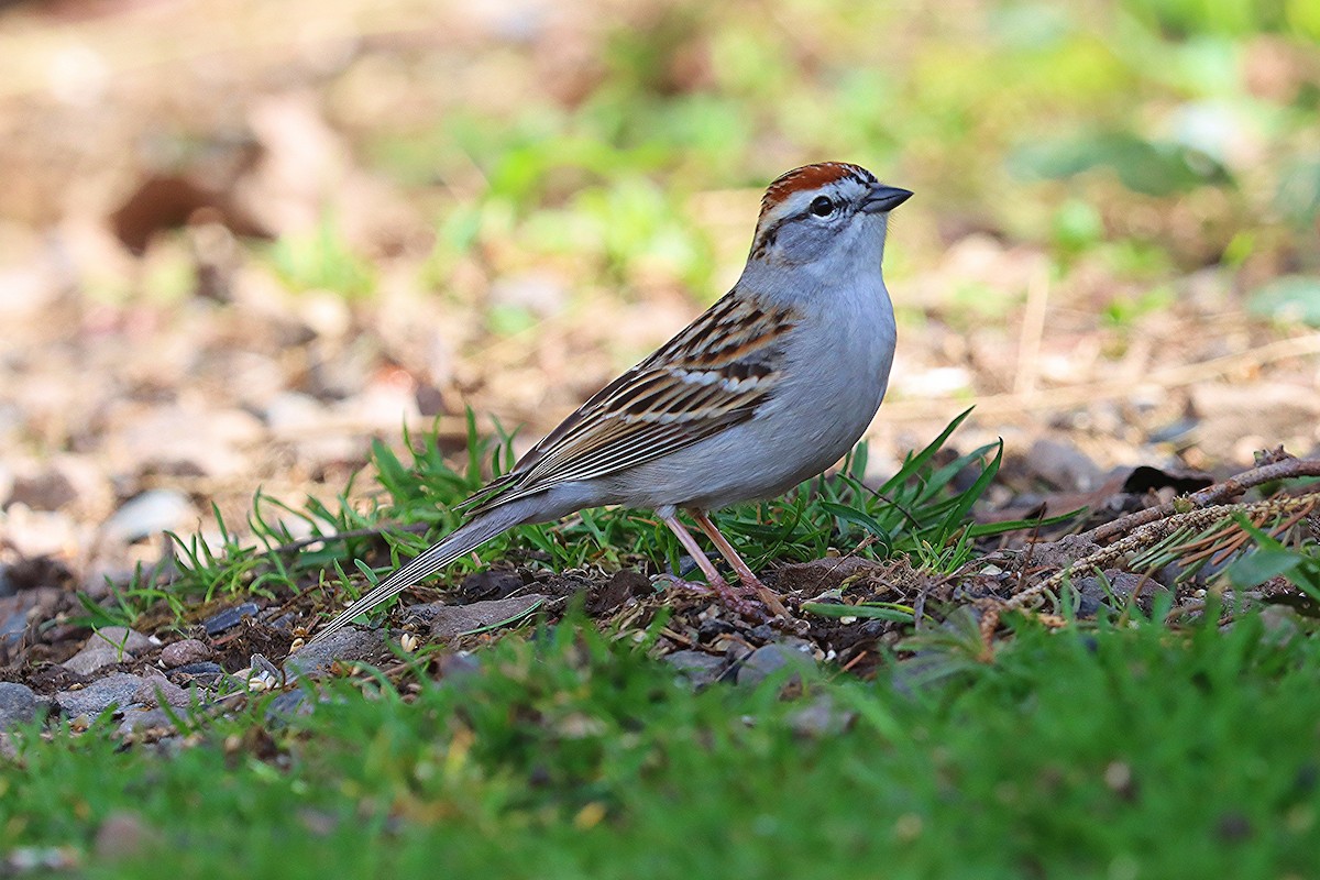 Chipping Sparrow - ML618464702