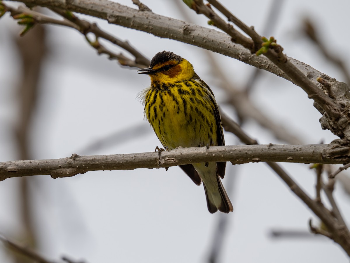 Cape May Warbler - ML618464727